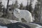 Arctic fox in white winter coat staring off while standing on a large rock with trees in the background,