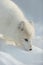 Arctic Fox in Winter