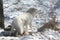 Arctic Fox - Winter Aspect