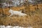 Arctic Fox in Winter Coat, Running through Reeds