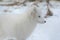 Arctic Fox - Winter Study