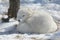 Arctic Fox Winter Sun Bathing