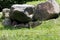 Arctic foxes cubs sleeping under a rock