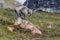 Arctic foxes sits on the red stone on a rock and is preparing to hunt