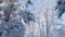 Arctic frozen forest in a snowy frost.Crystals of frozen snowflakes on branches in cold winter weather