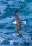 Arctic Fulmar With Widespread Wings Flies Over Wild Atlantic Water In Scotland