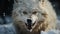 Arctic Fury: Snow Mountain Wolf\\\'s Intense Growl