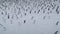 Arctic gentoo penguin colony snow covered surface