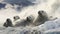 Arctic Giants Rest: Elephant Seals Bask in Winter\\\'s Embrace