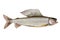 Arctic grayling closeup isolated