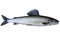 Arctic grayling fish isolated on white background. Freshwater fish. Amazing sports fish