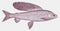 Arctic grayling thymallus arcticus, marine fish in the salmon family