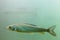 Arctic Grayling (Thymallus arcticus) underwater