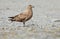 Arctic Great Skua (Stercorarius skua)