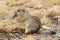 Arctic ground squirrel eating food. Kamchatka Peninsula, Russia