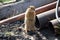 Arctic ground squirrel near metal tube