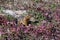 Arctic ground squirrel, rodent in Yukon