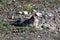 Arctic ground squirrel, rodent in Yukon