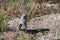 Arctic ground squirrel, rodent in Yukon