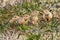 Arctic ground squirrel (Spermophilus parryi)