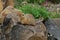 Arctic ground squirrel a stone - Denali National Park - Alaska