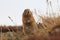 Arctic Ground Squirrel (Urocitellus parryii), Alaska,USA