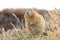 Arctic Ground Squirrel (Urocitellus parryii), Alaska,USA