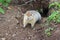 Arctic ground squirrel Urocitellus parryii by his mink