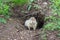 Arctic ground squirrel Urocitellus parryii by his mink