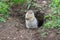 Arctic ground squirrel Urocitellus parryii stands by his mink