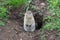 Arctic ground squirrel Urocitellus parryii stands by his mink