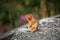 Arctic ground squirrels