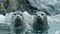 Arctic harbor seals playful wildlife on ice with glacier backdrop in high detail