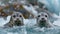 Arctic harbor seals playing on ice floes with glacier backdrop in high res wildlife photography