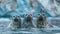Arctic harbor seals playing on ice floes with glacier background in detailed wildlife photography