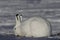 Arctic Hare grazing on a snowy tundra