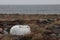 An arctic hare in its winter coat surrounded by arctic plants changing colours