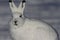 Arctic Hare with look of fright with willow pieces in its fur