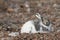 Arctic hare with pointy ears