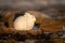 Arctic hare on rocky tundra in profile