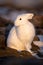 Arctic hare sits among rocks turning head