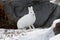 Arctic hare sitting by a rock