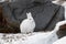 Arctic hare sitting by a rock