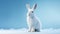 Arctic Hare sitting in the snow