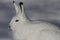 Arctic Hare staring with ears pointing up on a snowy tundra