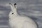 Arctic Hare staring off into the distance on a snowy tundra