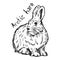 Arctic hare - vector illustration sketch hand drawn with black l