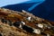 Arctic Hares - Greenland