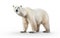 Arctic King Essence Polar Bear on White Background
