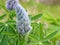 Arctic lupine bud